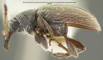 Media type: image;   Entomology 264 Aspect: habitus lateral view